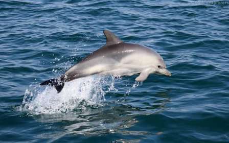 Cascais: Delfinbeobachtungstour mit dem Schnellboot
