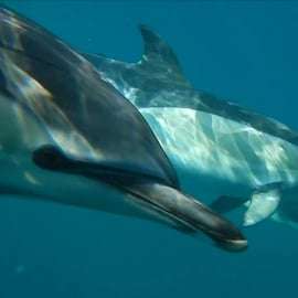 Lissabon: Delfinbeobachtung mit Meeresbiologe